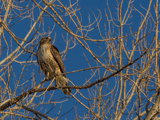 Red-Tailed Hawk in Branches of Tree at Cherry Creek SP, Colorado