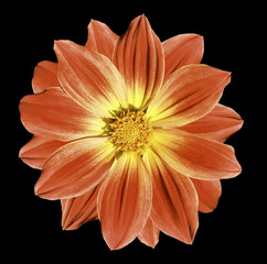 Red flower daisy on the black isolated background with clipping path. Closeup. Nature.