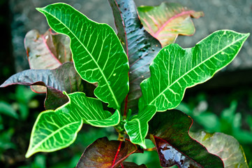 Green leaves, ornamental foliage in northern Thailand