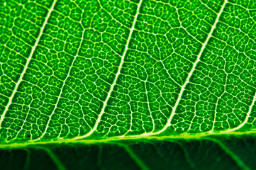 Green leaves, ornamental foliage in northern Thailand