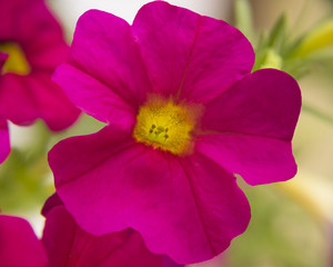 Fototapeta na wymiar Petunia flower
