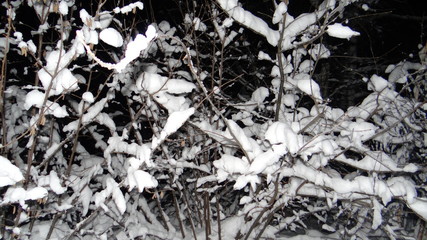 Tree branches covered with snow against the night sky.