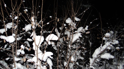 Tree branches covered with snow against the night sky.