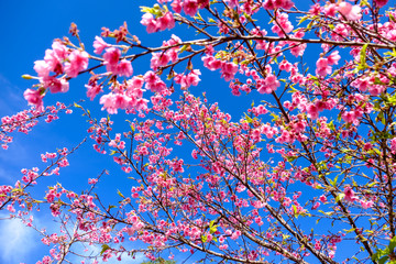 Pink Cherry Blossom Against Blue Sky