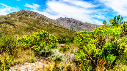 Fototapeta na wymiar View of the Slanghoekberge Mountains from the scenic Bainskloof Pass between the towns Ceres and Wellington in the Western Cape province in South Africa