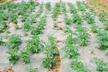 tomato seedlings in the farm field in spring