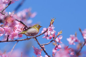 メジロと河津桜