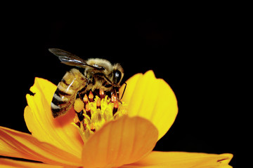 Image of bee or honeybee on yellow flower collects nectar. Golden honeybee on flower pollen. Insect. Animal