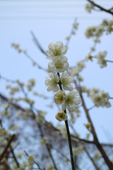  Plum to signal the beginning of spring