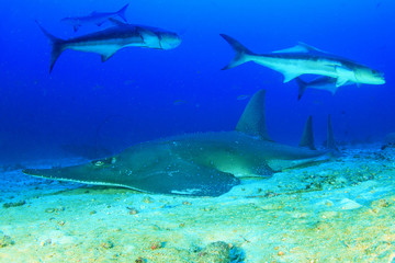 Obraz na płótnie Canvas Giant Guitarfish (Shovelnose Ray) Guitar shark 
