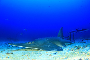 Obraz premium Giant Guitarfish (Shovelnose Ray) Guitar shark 