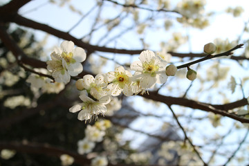  Plum to signal the beginning of spring