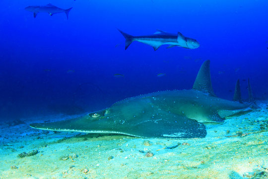 Giant Guitarfish (Shovelnose Ray) Guitar shark © Richard Carey