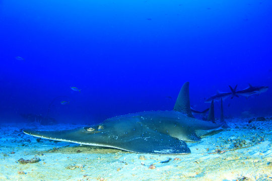 Giant Guitarfish (Shovelnose Ray) Guitar shark 
