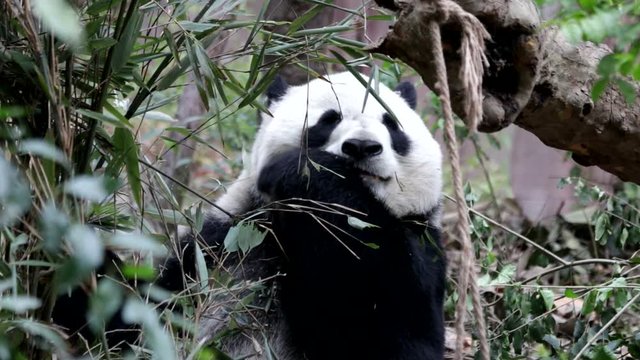 Giant Panda Eating Bamboo Leaves, Chengdu, China