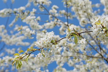 Blühender Kirschbaum, Frühling
