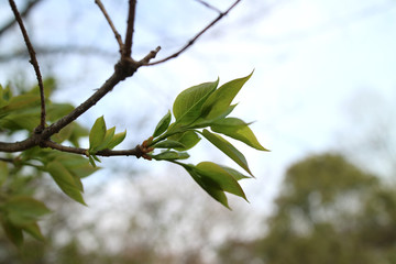  Plum to signal the beginning of spring