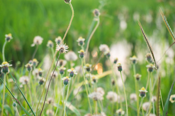 small flower in the field.