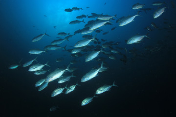 Fototapeta na wymiar Trevally fish jack fish