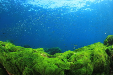 Fototapeta na wymiar Underwater green grass blue water