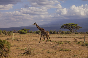 Giraffe in Tsavo West National Park, Kenya.