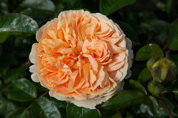 zum verlieben wunderschöne Rosen in allen Farben und Formen als Nahaufnahmen für Broschüre oder Kataloge