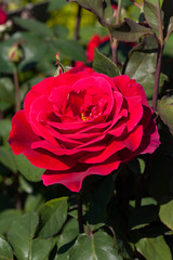 zum verlieben wunderschöne Rosen in allen Farben und Formen als Nahaufnahmen für Broschüre oder Kataloge