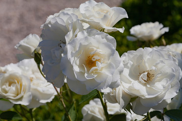zum verlieben wunderschöne Rosen in allen Farben und Formen als Nahaufnahmen für Broschüre oder...