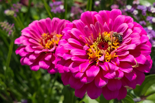 pinke Zinnie mit sch&ouml;nen Boketh als Nahaufnahme