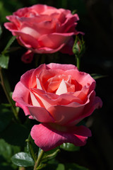zum verlieben wunderschöne Rosen in allen Farben und Formen als Nahaufnahmen für Broschüre oder Kataloge