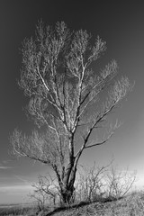 Dry tree in black and white