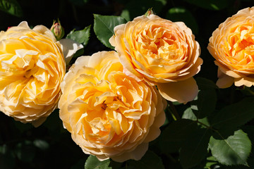 zum verlieben wunderschöne Rosen in allen Farben und Formen als Nahaufnahmen für Broschüre oder...