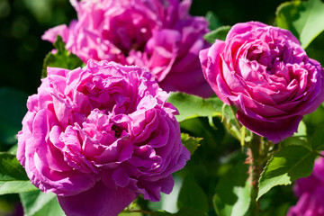 zum verlieben wunderschöne Rosen in allen Farben und Formen als Nahaufnahmen für Broschüre oder Kataloge