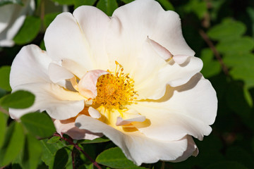 zum verlieben wunderschöne Rosen in allen Farben und Formen als Nahaufnahmen für Broschüre oder...
