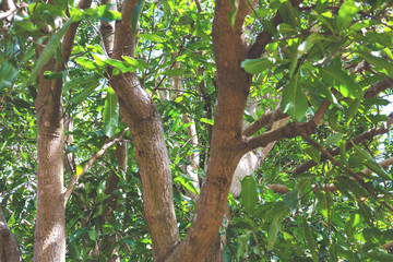 The sun shining through a majestic green oak tree on a meadow, with clear blue sky in the background, panorama format