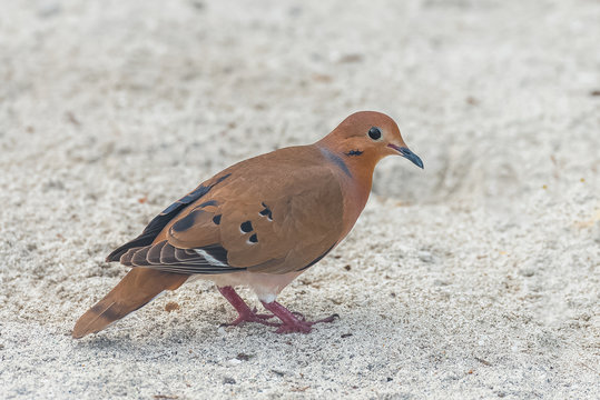 Zinaida dove, Zinaida aurita, bird in Guadeloupe
