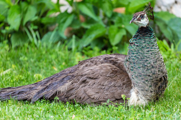 Peacock