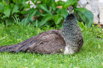 Peacock