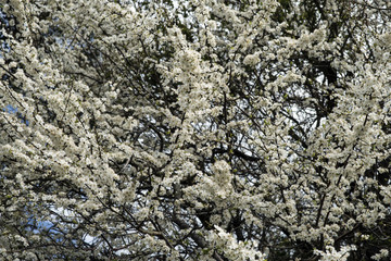 Beautiful display of white blossom in sprintime for home or office poster