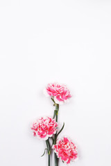 Pink carnation on white background. Flat lay, top view minimal festive spring flower background.