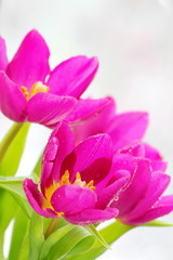 Obraz na płótnie Canvas Fresh tulip flowers