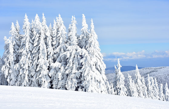 Fototapeta Mountain winter forest on a beautiful sunny day with blue sky