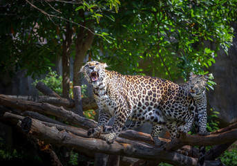 Actions of leopard roar in natural atmosphere.