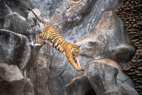 Asian tiger jumping on a rock.