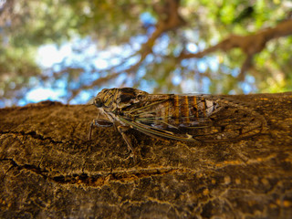 Cicada close up on a tree in Naxos island, Cyclades, Greece