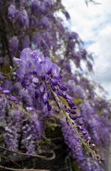 Wisteria violet outdoor.Wisteria purple flowers on a natural background.Wisteria purple brush colors