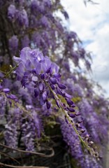 Obraz premium Wisteria violet outdoor.Wisteria purple flowers on a natural background.Wisteria purple brush colors
