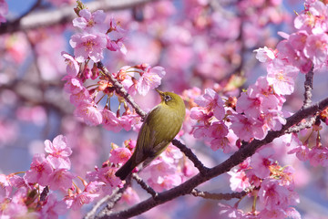 メジロと河津桜