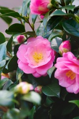 Camellia japonica (Tsubaki)
