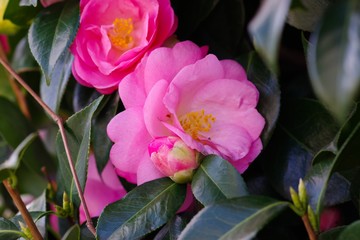 Camellia japonica (Tsubaki)

